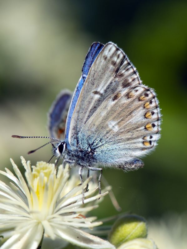 Lycaenidae da determinare